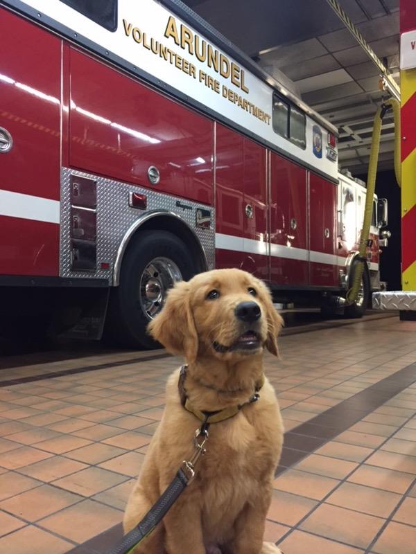 The station dog posing in front of a fire engine